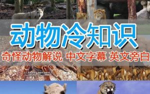 外面卖1699的国外纪录片解说(动物解说、美食、动画片)稳过中视频天风资源网,提供全网火热网站资源、培训资料、课程、创业教程天风资源网